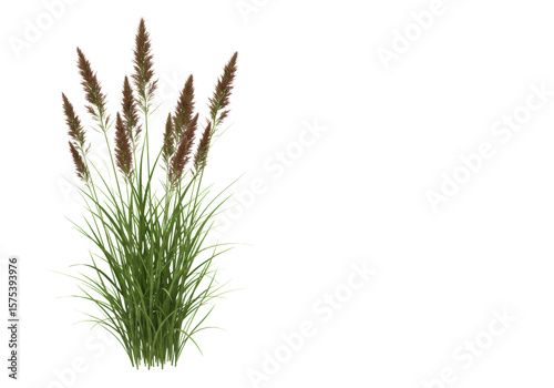 Vibrant green wild grasses and herbs with reddish-brown fescue/foxtail seed heads, isolated on a transparent background with ample copy space, rendered with lifelike accuracy and shadowless lighting.