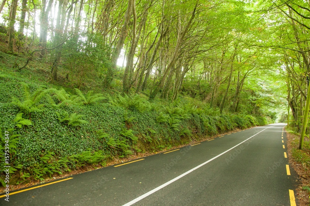 Fototapeta premium Paved forest road is winding through flat design tunnel with leafy arch and white center line