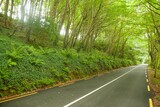 Paved forest road is winding through flat design tunnel with leafy arch and white center line