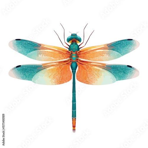 dragonfly isolated on white