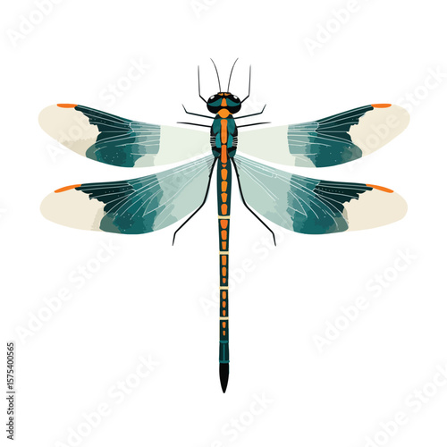 dragonfly isolated on white