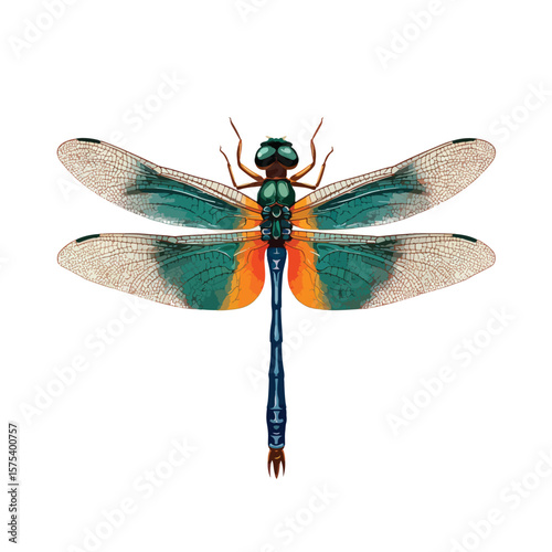 dragonfly isolated on white