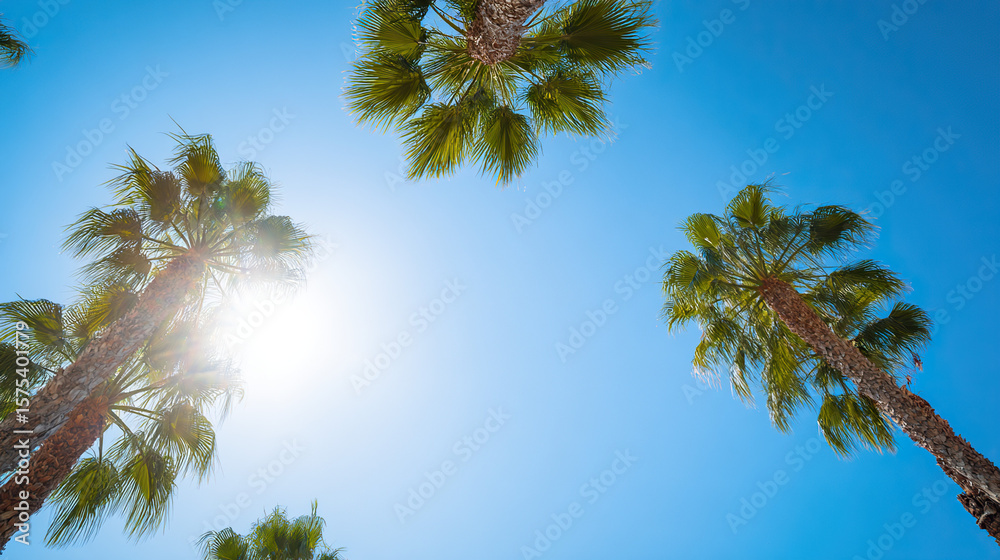 Fototapeta premium Low-angle view of Los Angeles palm trees with golden sunlight, evoking warm tropical vibes.