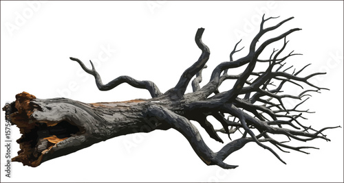 Vector art of a fallen dead tree trunk with bare branches isolated