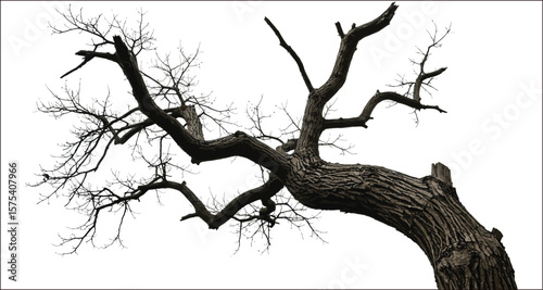 Vector art of gnarled dead tree branches isolated on white background