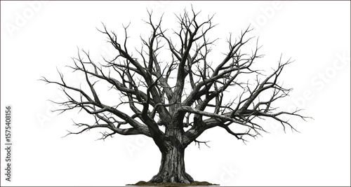 Vector art of a gnarled bare tree isolated on white background