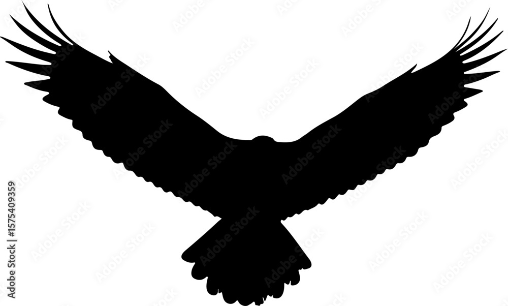 Obraz premium eagle in the flight