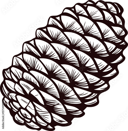 Intricate hand drawn illustration of pinecone isolated on white background in vintage botanical engraving