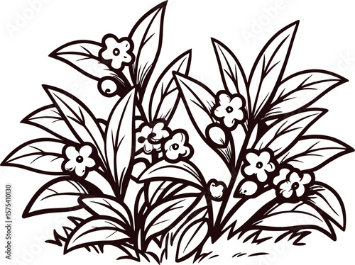Hand drawn botanical illustration of flowering plant with leaves and blossoms isolated on white background