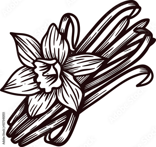 Hand drawn vanilla flower and beans isolated on white background vintage botanical engraving illustration