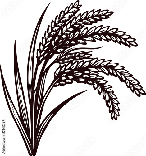 Hand drawn rice plant illustration with detailed grains and leaves, botanical line art  isolated on white