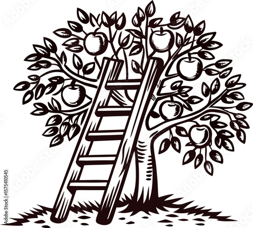 Orchard apple tree with ripe fruit and leaning wooden ladder, vintage engraved illustration