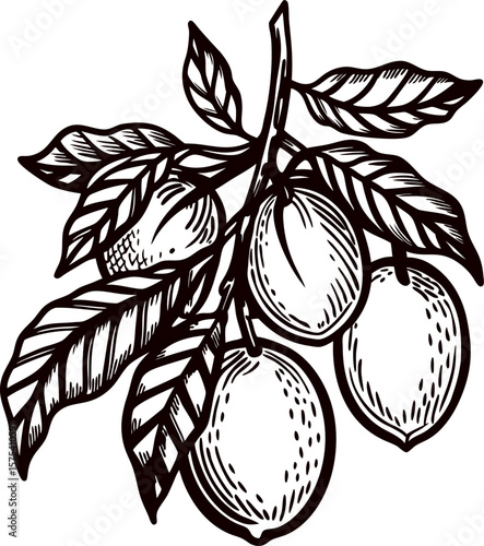 Hand drawn branch with ripe lemons and leaves isolated on white background vintage botanical ink illustration