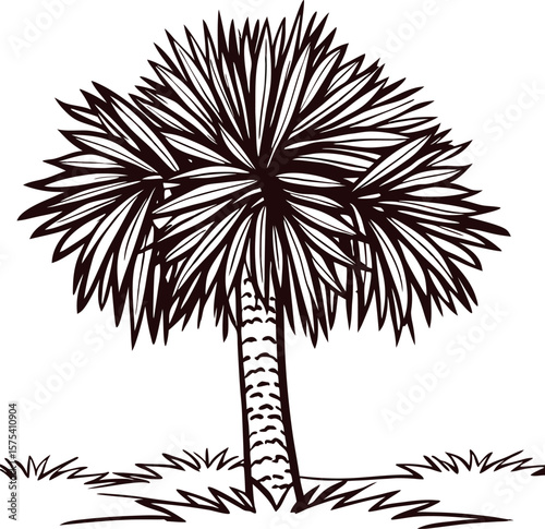 Hand drawn palm tree illustration with textured trunk and spiky leaves isolated on white background