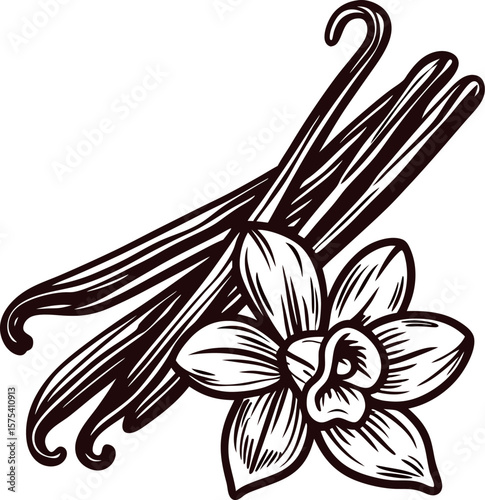 Hand drawn vanilla beans with flower illustration botanical vintage engraving on white background