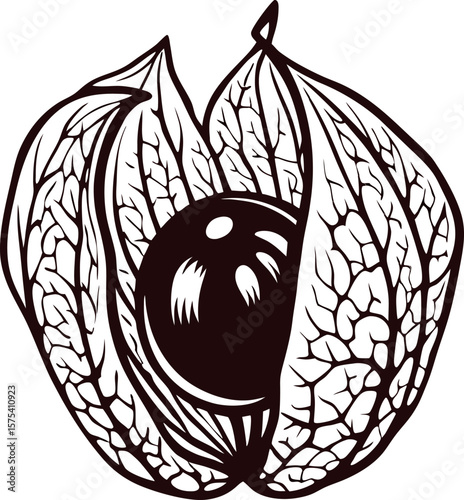 Hand drawn physalis fruit with detailed veined husk and berry vintage botanical illustration