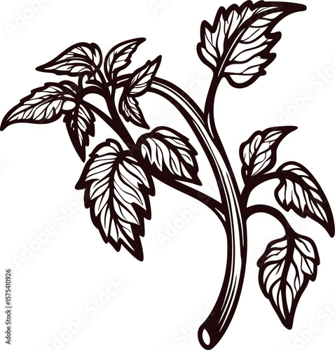 Hand drawn vintage tomato plant branch with leaves isolated on white background, botanical sketch illustration