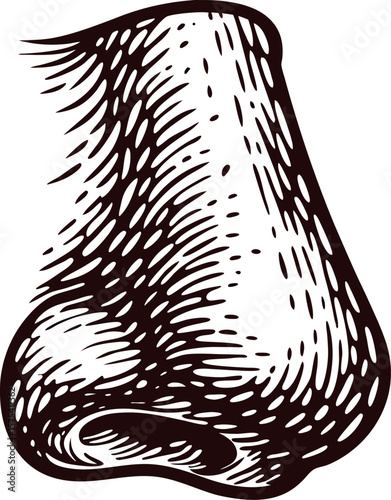 Hand drawn human nose sketch isolated on white background, vintage engraving illustration
