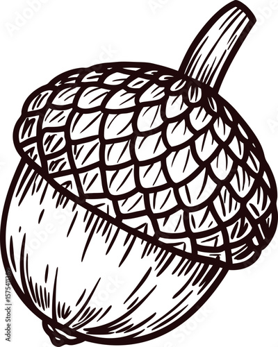 Hand drawn acorn illustration detailed sketch of nut with textured shell and cap isolated on white background