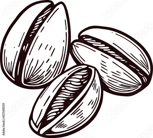 Hand drawn pistachio nuts illustration in vintage engraved isolated on white background