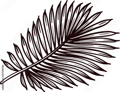Detailed hand drawn palm leaf illustration, black ink botanical sketch isolated on white background