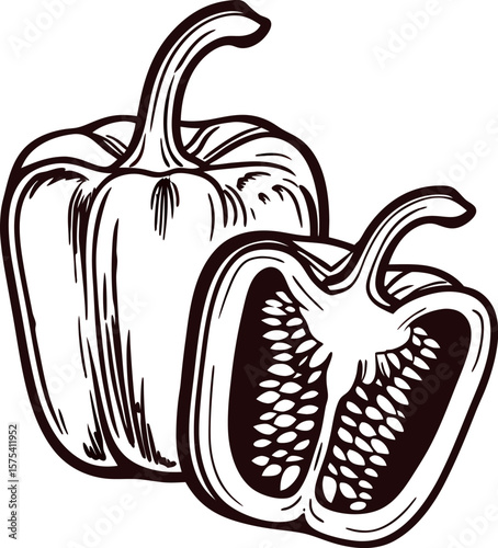 Hand drawn whole and halved bell pepper vintage engraved illustration in black and white isolated on white background