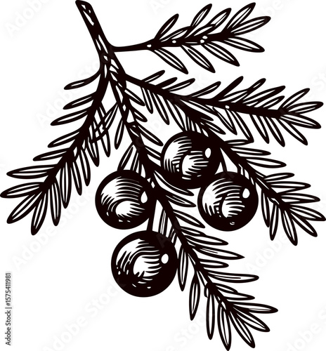Hand drawn juniper branch with berries vintage botanical engraving illustration black and white