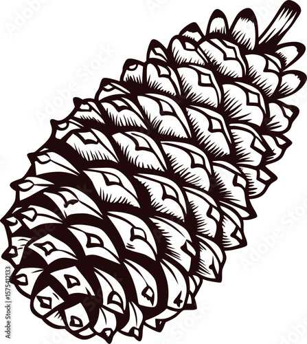 Intricate hand drawn pine cone illustration in vintage engraved with detailed natural texture and botanical design