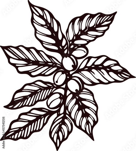 Hand drawn coffee plant branch with leaves and ripe berries isolated on white background illustration