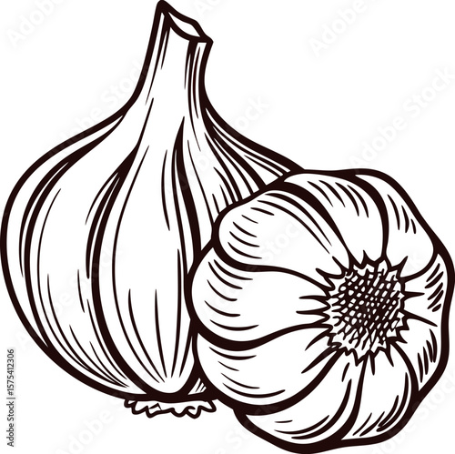 Hand drawn garlic bulb and clove isolated on white vintage botanical line art illustration