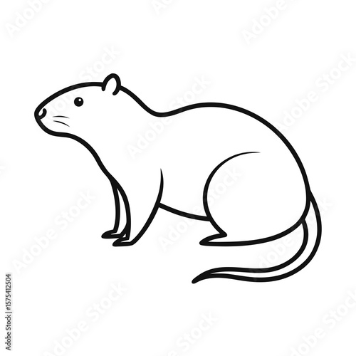 Muskrat on white background 