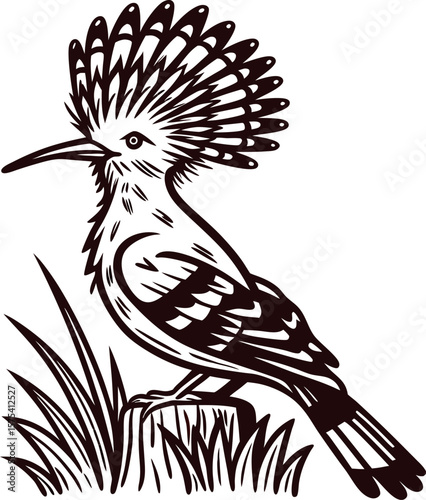 Detailed hand drawn hoopoe bird perched on grass and rock engraved vintage nature illustration