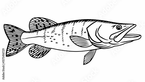 Pike Fish Drawing Vector Illustration Black and White