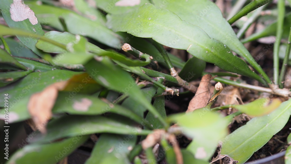 Obraz premium Close up of green and yellow leaves growing on a plant in the garden