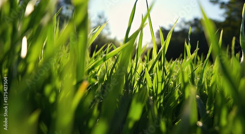 Grass blades close up