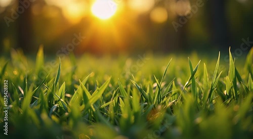 Green grass blades sunlight