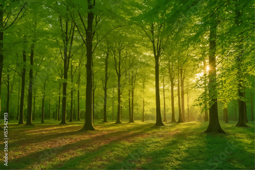 morning in the forest