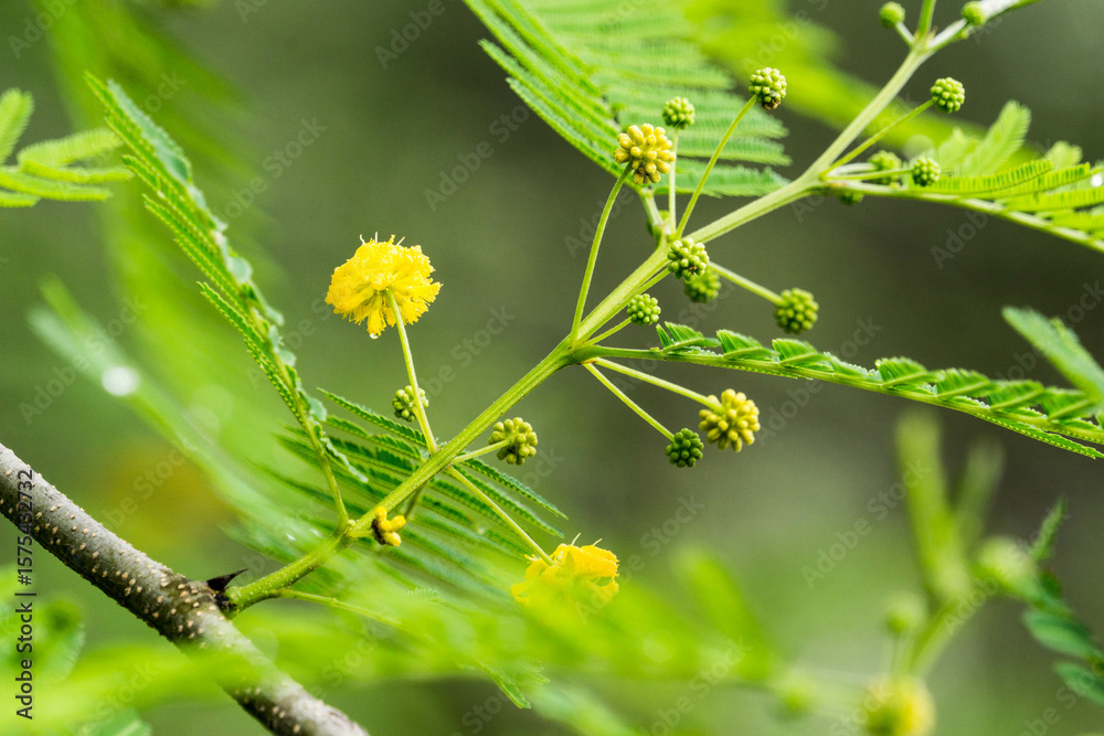 flor de monte flor de monte