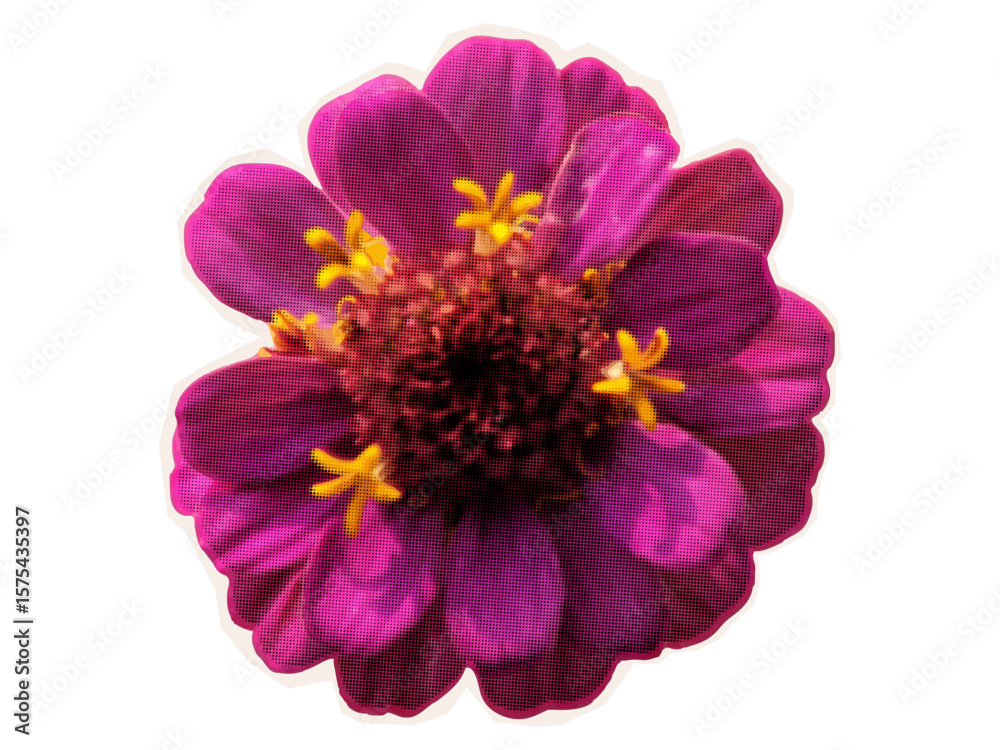 Fototapeta premium Zinnia, bright flower on the garden bed. Blooming plant in the park and on the flowerbed. Cut out element of Zinnia from magazine for contemporary collage design, halftone style, vector illustration
