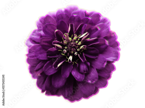 Purple Zinnia, bright flower on the garden bed. Cut out element of Zinnia from magazine for contemporary collage design, halftone vector