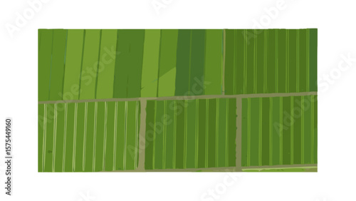 Aerial view of green agricultural fields showcasing farming and crop cultivation in rural landscape scenery