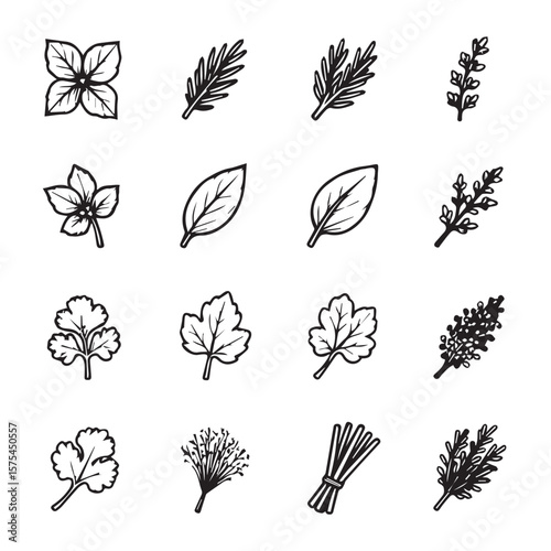 Assortment of various culinary herbs in outline drawing style set of icon