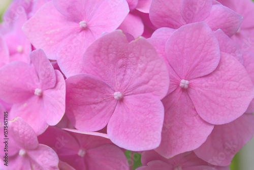 pink hydrangea, close up background