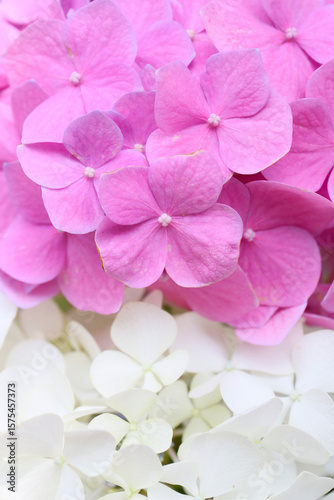pink hydrangea, close up background