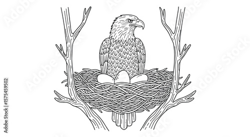 Majestic eagle nestling observing surroundings in its natural habitat amidst branches