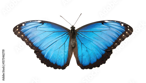 Bright blue morpho butterfly with symmetrical open wings isolated on white background, detailed tropical insect, watercolor-style illustration Png