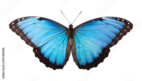 Vibrant blue morpho butterfly with open wings isolated on transparent background, detailed close-up of tropical insect, watercolor-style illustration Png