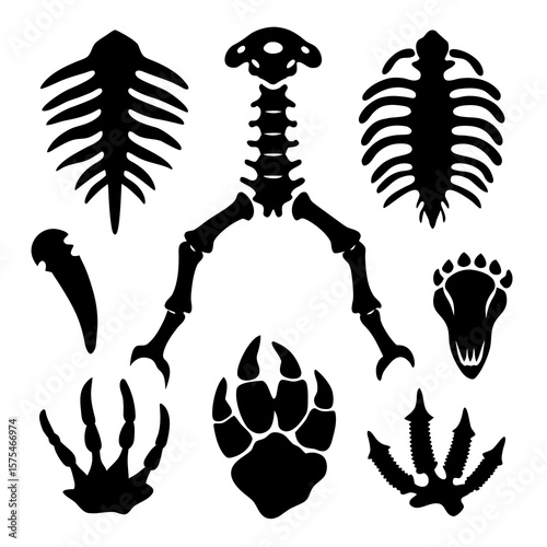 Prehistoric fossil bone and claw shapes skeleton