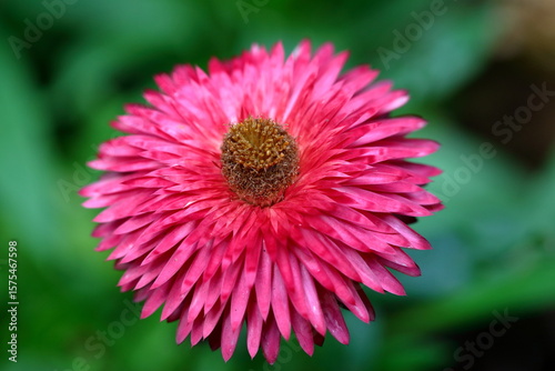 Garden Color Grid: Blossoms from Every Season
