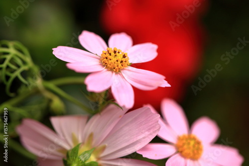Garden Color Grid: Blossoms from Every Season